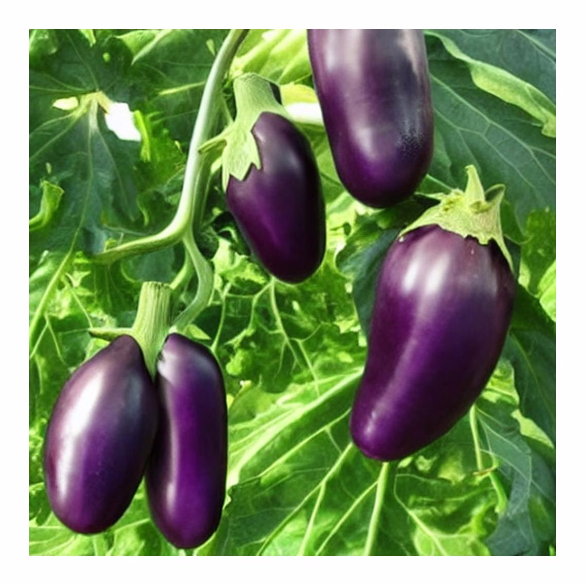 Aubergine Vs Eggplant - Image 2